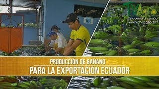 Como es la Produccion del Banano para Exportacion  TvAgro por Juan Gonzalo Angel [upl. by Conal976]