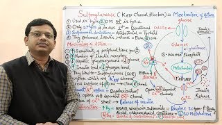 Diabetes Mellitus Part10 Mechanism of Action of Sulfonylurease  Antidiabetic Drugs  Diabetes [upl. by Annirak]