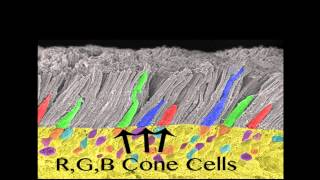 The Human Eye  Rods amp Cone Cells [upl. by Tsepmet]