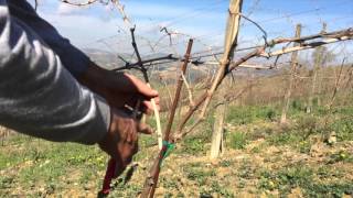 Vine Pruning  Guyot Trellis [upl. by Einafpets743]