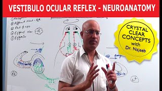 Vestibulo Ocular Reflex  Neuroanatomy [upl. by Llered]