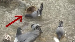 Monster Catfish Hunt Pigeon in slow motion  HD by Catfish World [upl. by Pepe]