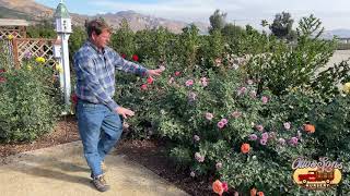 Hybrid Tea vs Floribunda vs Grandiflora [upl. by Yttig]