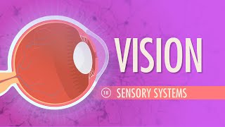 Vision Crash Course Anatomy amp Physiology 18 [upl. by Keeley932]