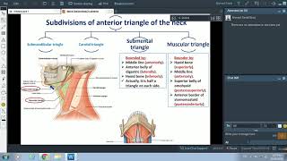 Anterior Triangle of Neck  Dr Ahmed Farid [upl. by Jelena]