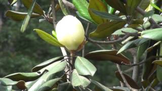 Magnolia grandiflora [upl. by Elnore]