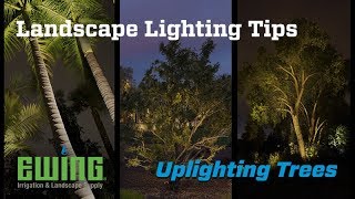 Landscape Lighting Tips  Uplighting Trees [upl. by Lucina]