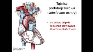 Tętnica podobojczykowa i pachowa wstęp [upl. by Ursola979]