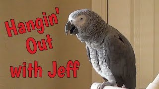 Einstein Parrot is hangin out in the office with Jeff [upl. by Gardener]