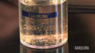 How to Care for Daphnia [upl. by Neggem]