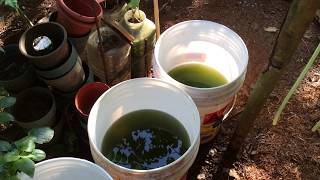 How to grow Green Water Algae [upl. by Turley244]