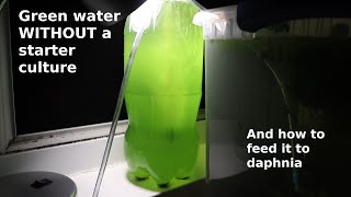 Green Water WITHOUT a Starter Culture  From Scratch  How To [upl. by Nurat755]