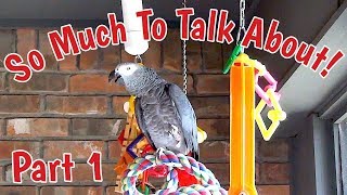 Einstein Parrot has so much to talk about Part 1 [upl. by Jasen]