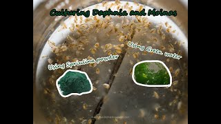 How To Culture Daphnia and Moinas using Green Water Spirulina powder [upl. by Mullen]