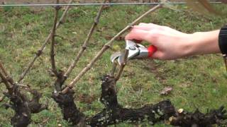 Spur Pruning Grapevinesmp4 [upl. by Stormie]