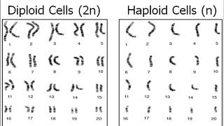 Haploid vs Diploid [upl. by Rdnaskela]