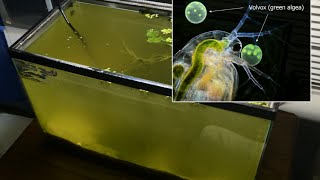 Raising Daphnia for the Freshwater Aquarium [upl. by Biernat]