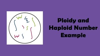 Ploidy and Haploid Number Example [upl. by Sineray]