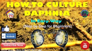 HOW TO CULTURE DAPHNIA In Easy Way [upl. by Weathers]