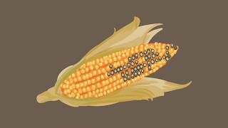 Mycotoxins and Climate Change  How Europe contributes to global efforts [upl. by Mitzie]