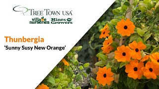 PLANT SPOTLIGHT  Thunbergia Sunny Susy New Orange [upl. by Rovert]